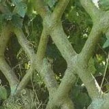 Fab Tree Hab: живой дом-дерево