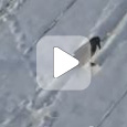 Ворона катается с горки (Видео)