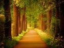 Лесные фантазии света и красок: Lars van de Goor