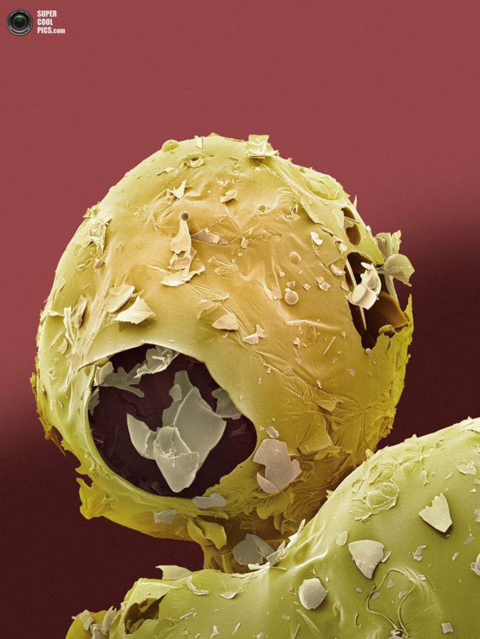 Еда под микроскопом (25 фото)