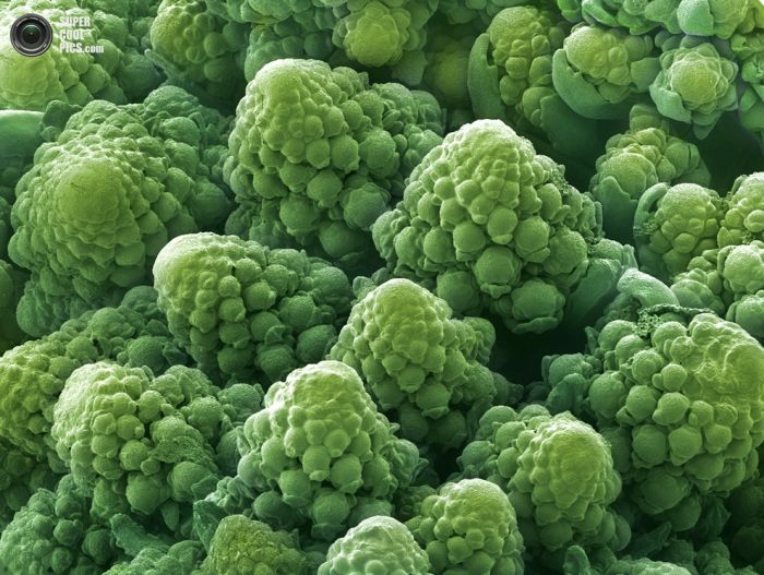 Еда под микроскопом (25 фото)