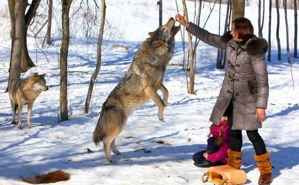 Семья из Белоруссии держит стаю волков в качестве домашних животных